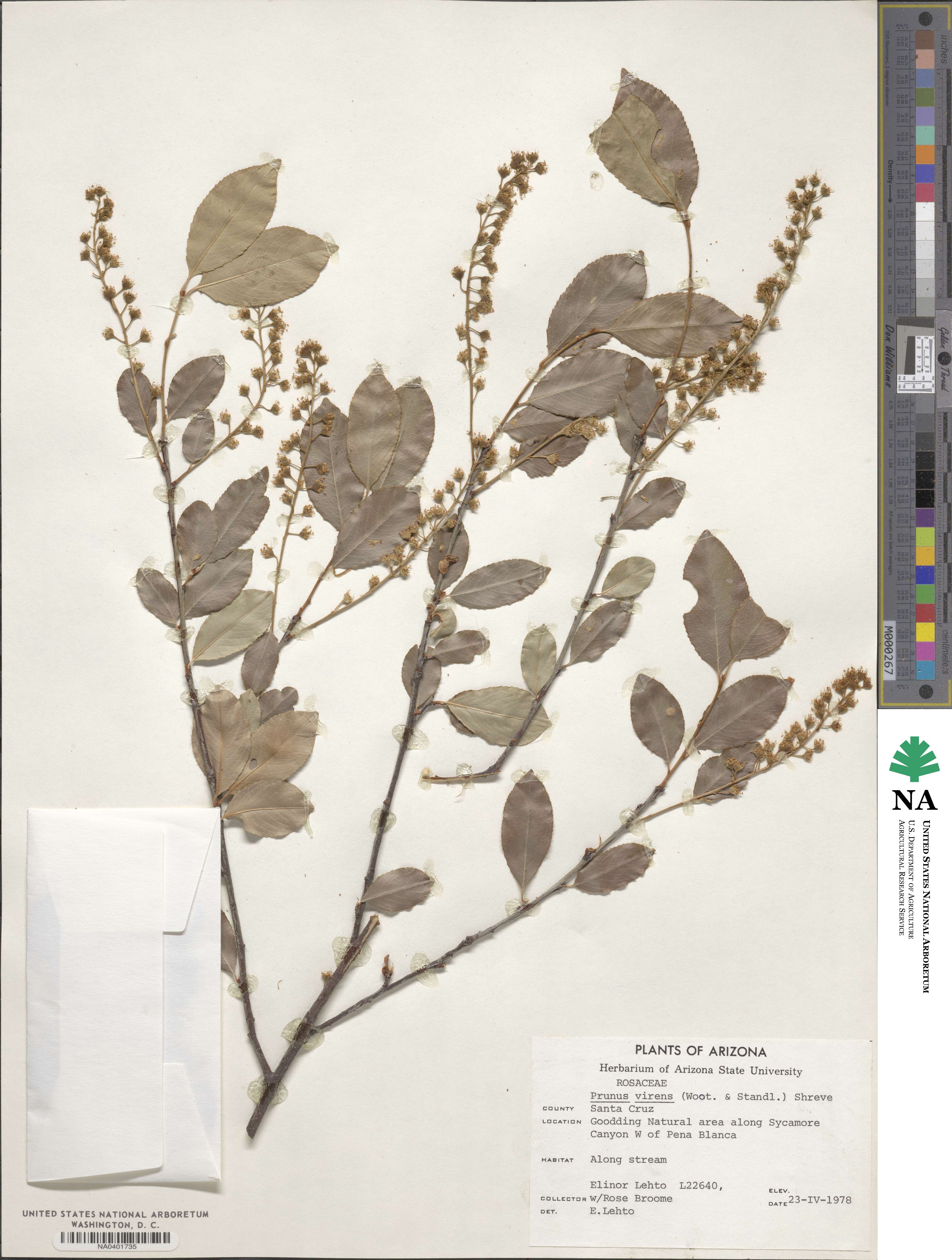 Prunus serotina var. virens image