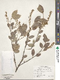 Prunus serotina var. virens image