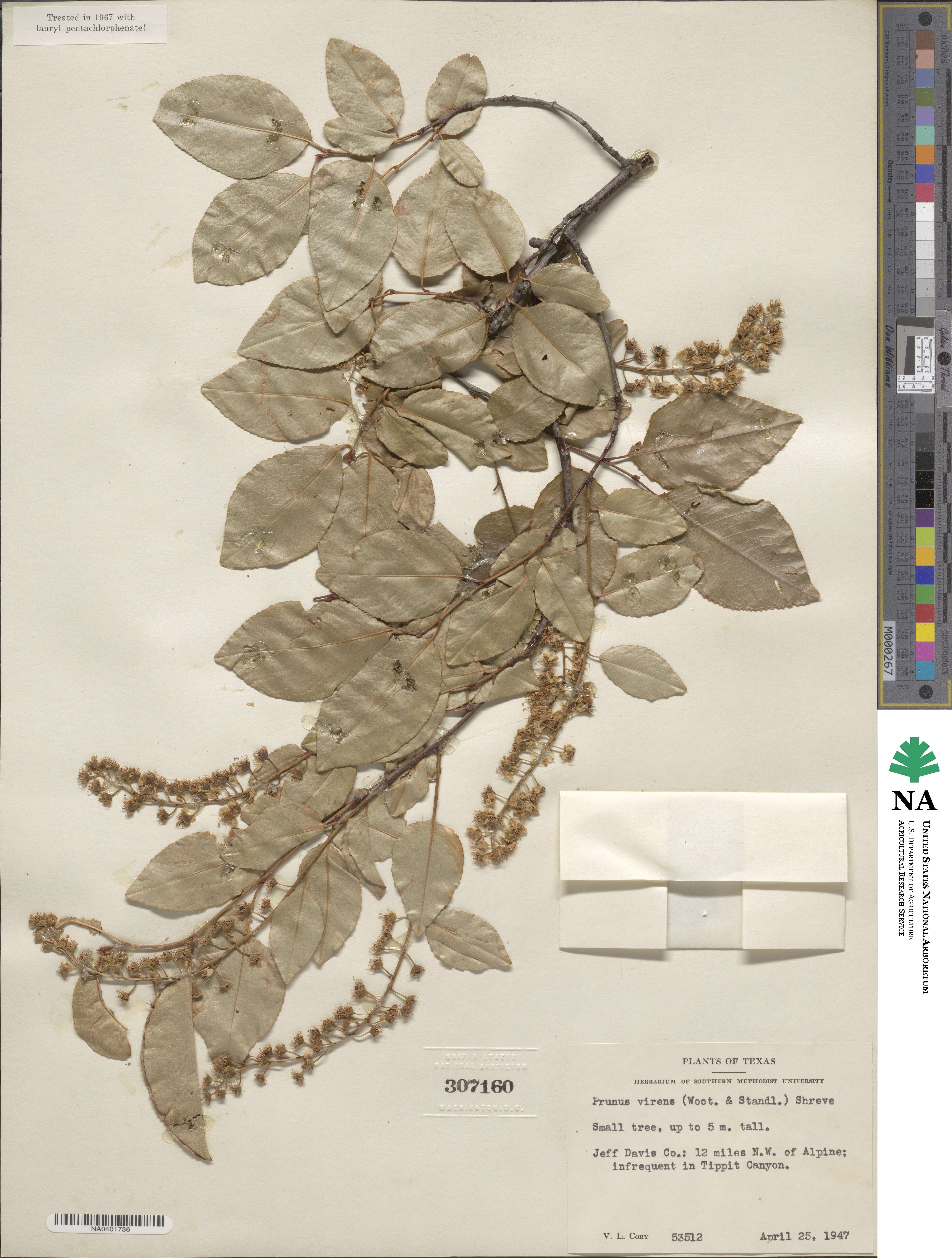 Prunus serotina var. virens image