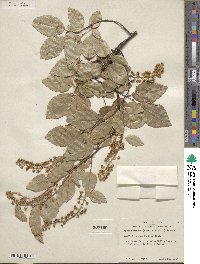 Prunus serotina var. virens image