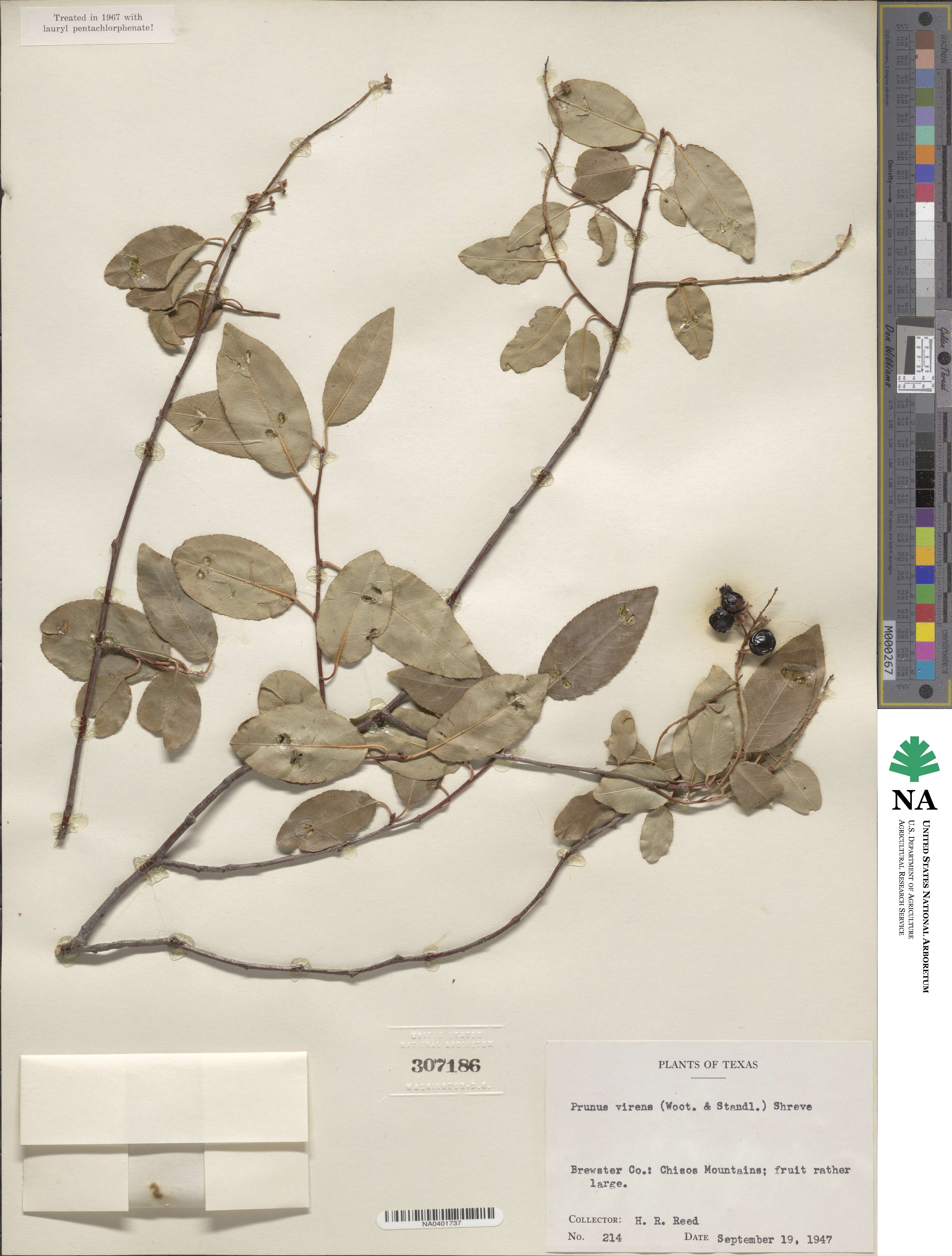 Prunus serotina var. virens image