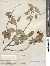 Prunus serotina image