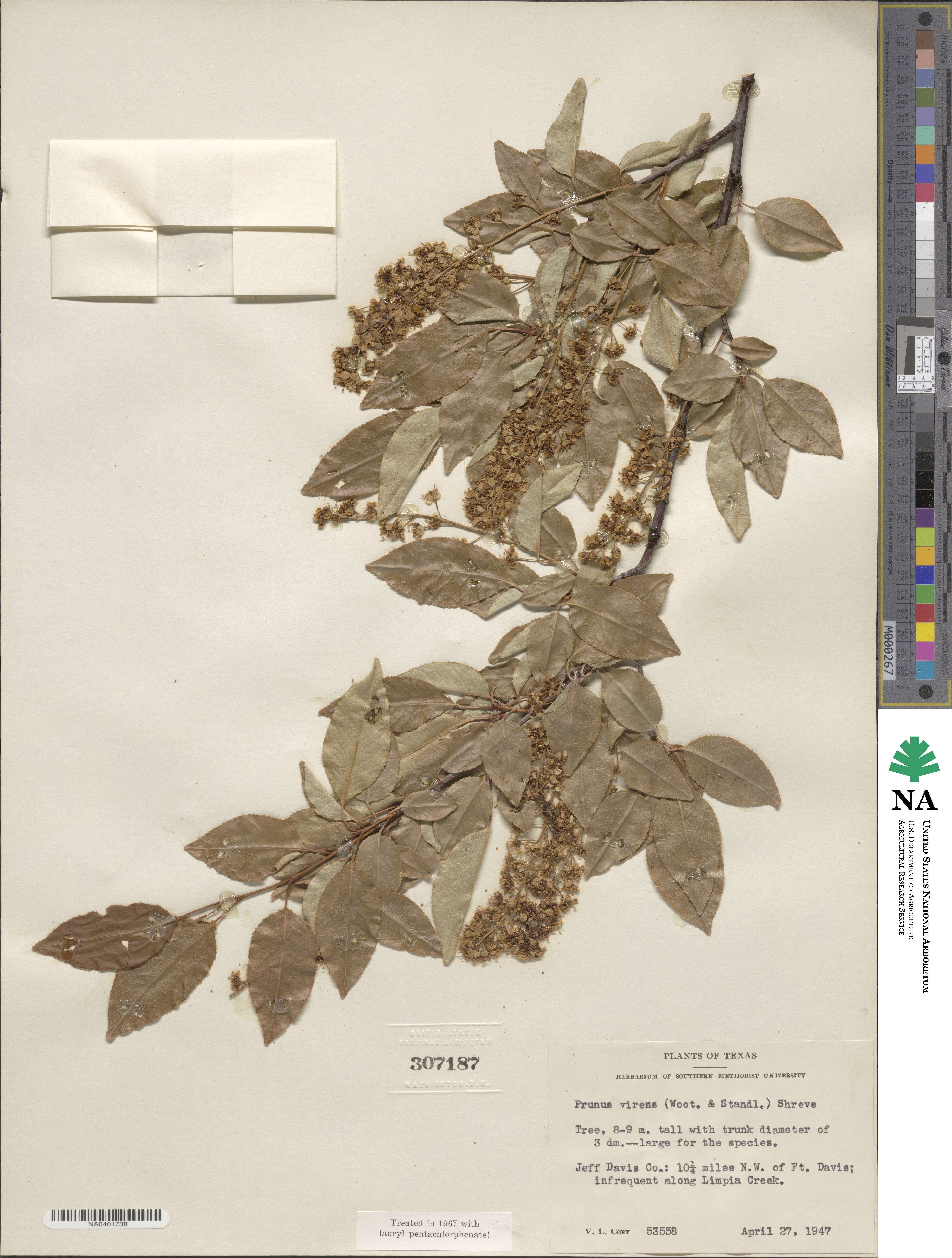 Prunus serotina var. virens image