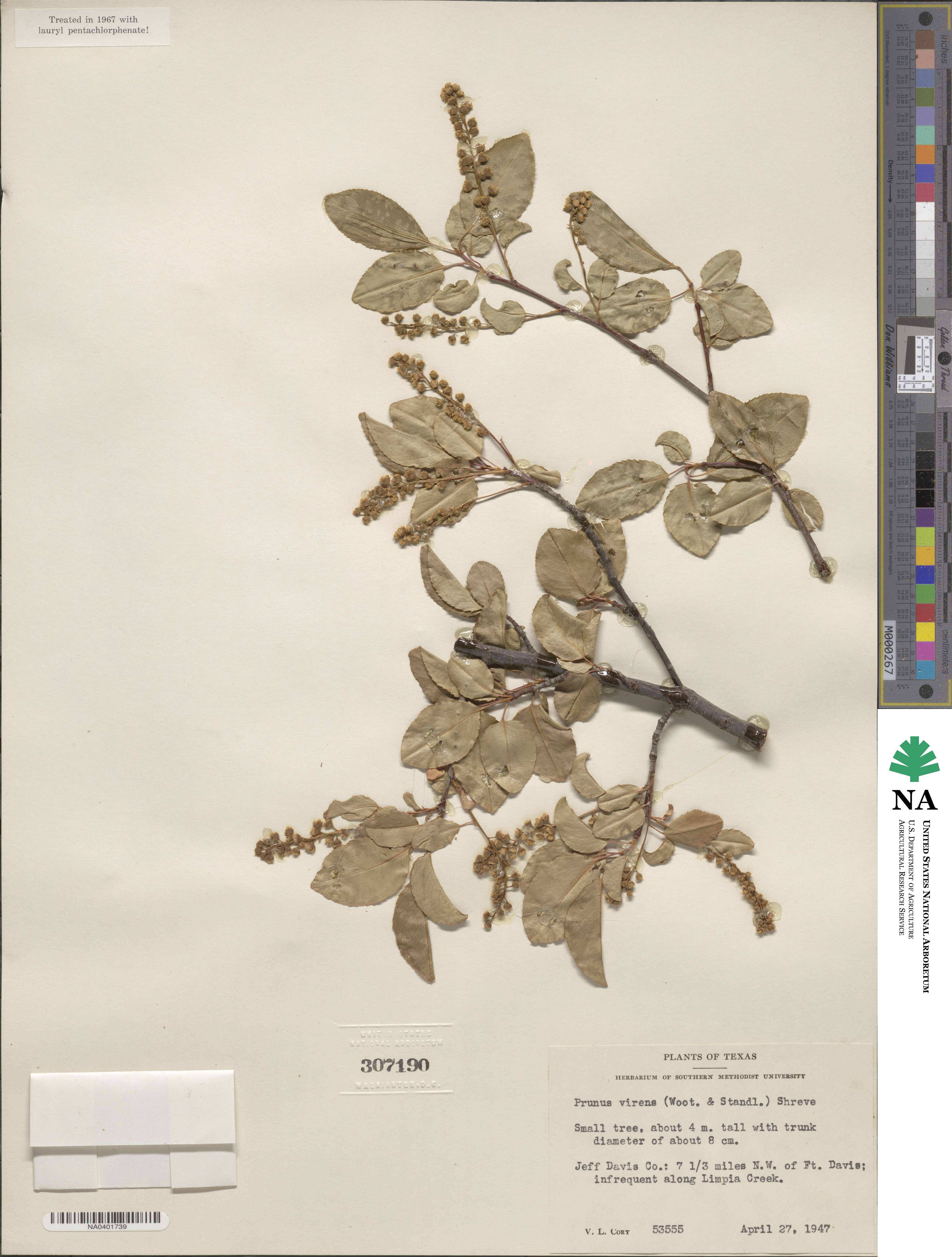 Prunus serotina var. virens image