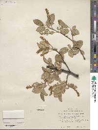 Prunus serotina var. virens image