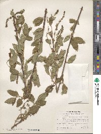 Prunus serotina var. virens image