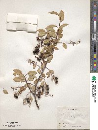 Prunus serotina var. virens image