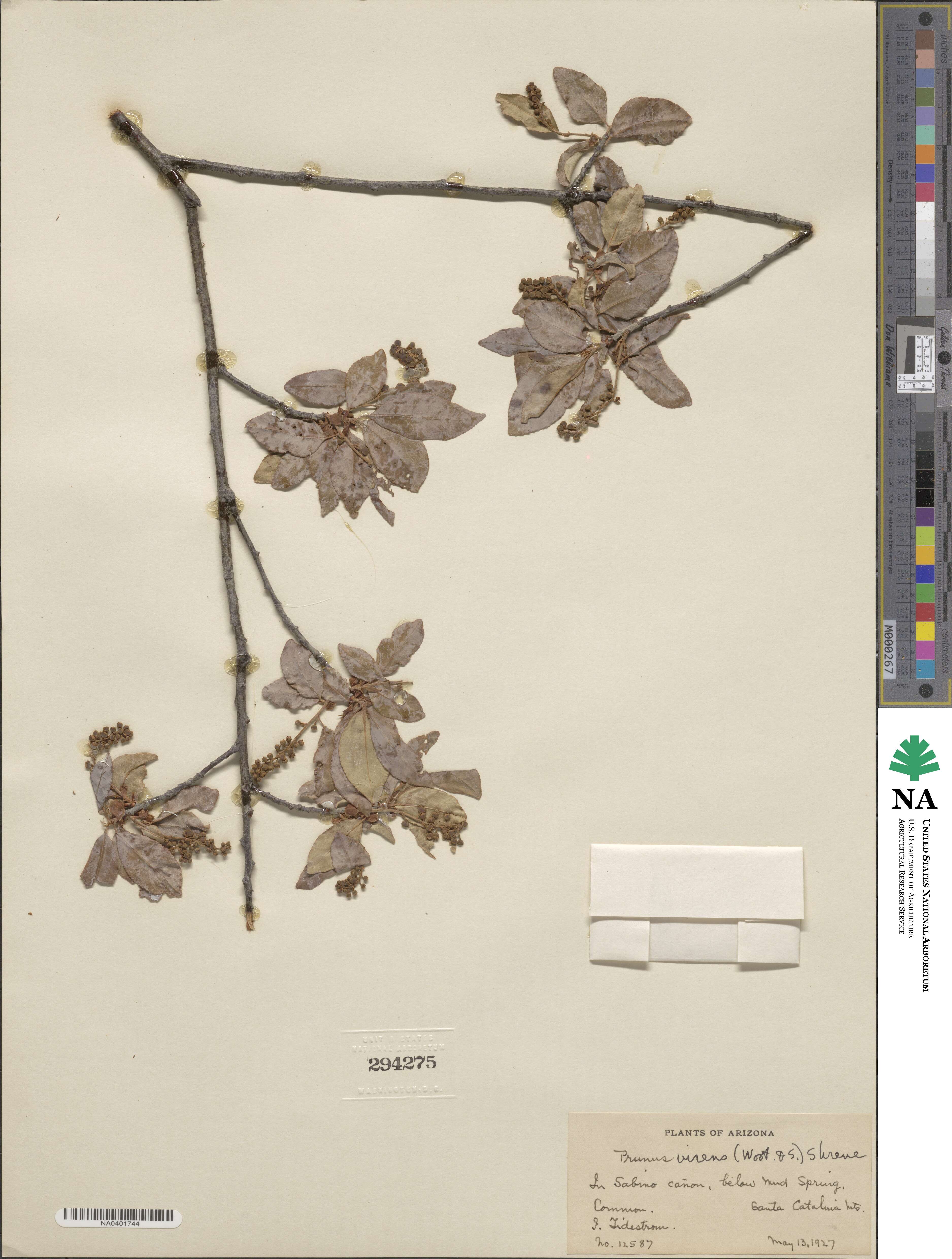Prunus serotina image