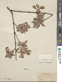 Prunus serotina var. virens image