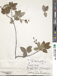 Prunus serotina var. rufula image