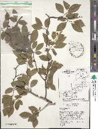 Prunus umbellata image