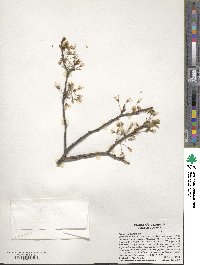 Prunus umbellata image