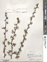 Prunus umbellata image