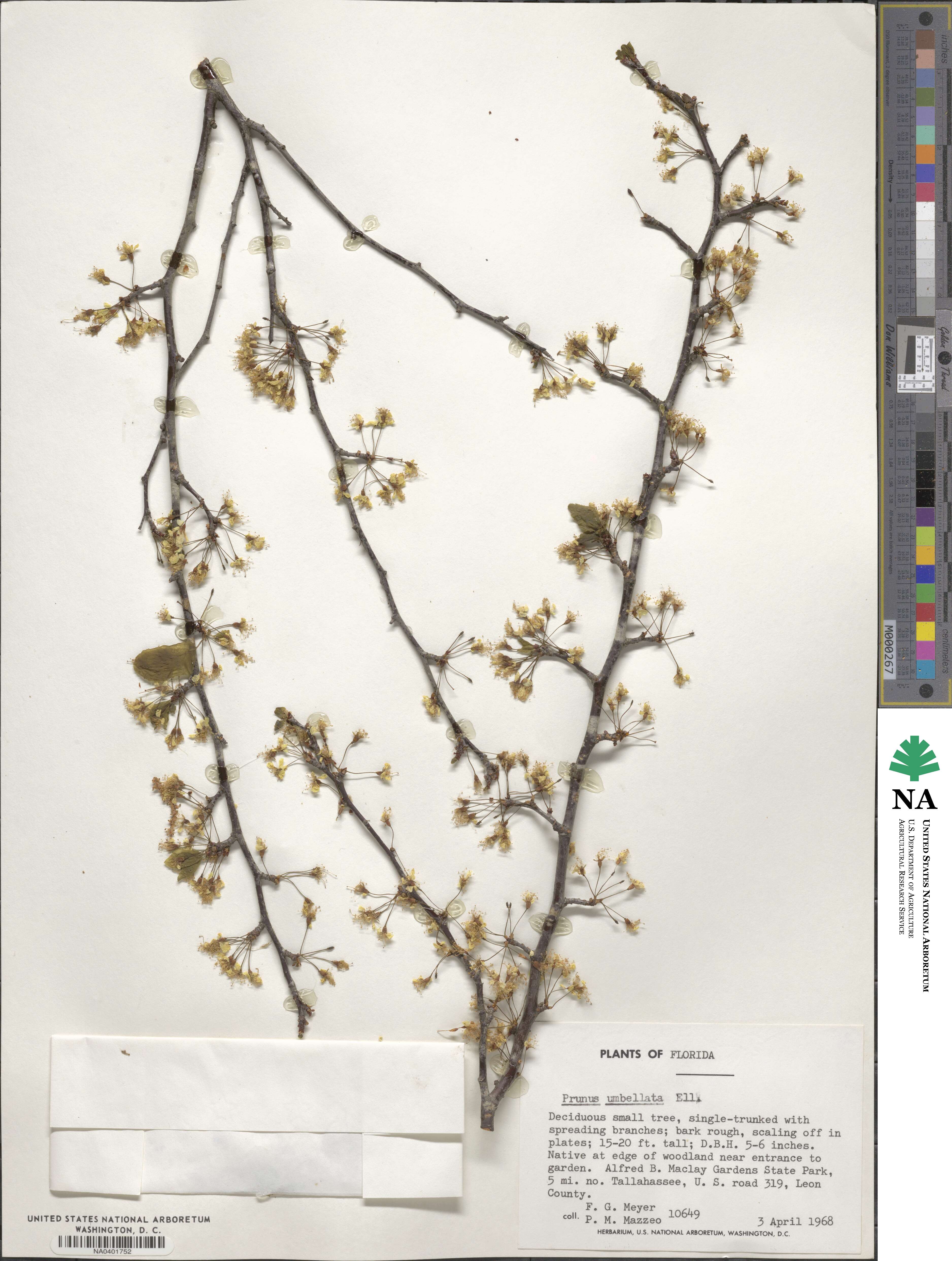 Prunus umbellata image