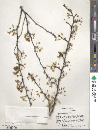 Prunus umbellata image