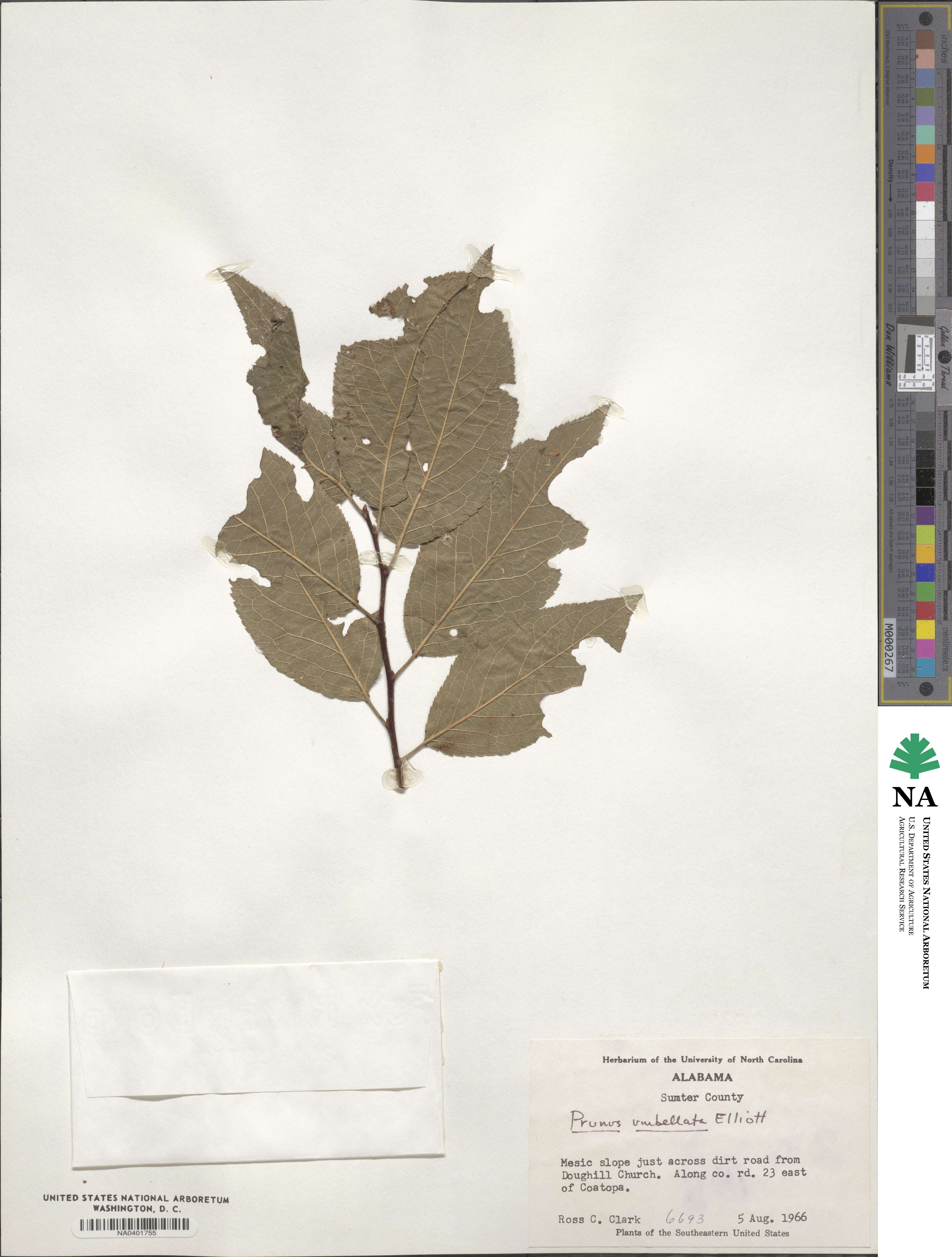 Prunus umbellata image