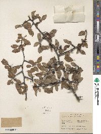 Prunus umbellata image