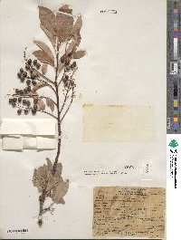 Prunus virginiana image