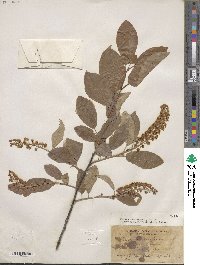 Prunus virginiana image