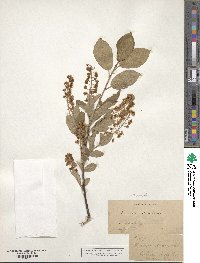 Prunus virginiana image