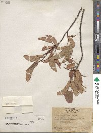 Prunus virginiana image