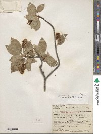 Prunus virginiana image