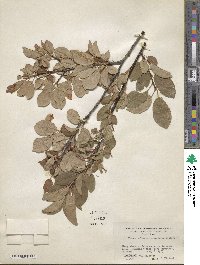 Prunus virginiana image