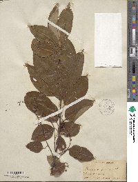 Prunus virginiana image