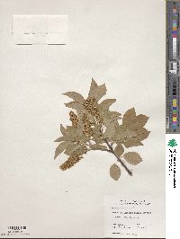 Prunus virginiana image