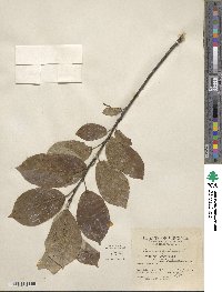 Prunus virginiana image