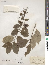 Prunus virginiana image