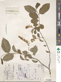 Prunus virginiana image