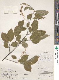 Prunus virginiana image