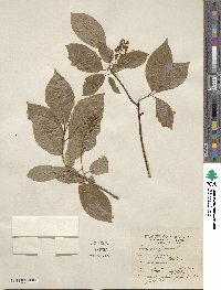 Prunus virginiana image