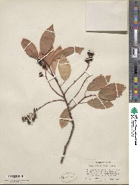 Prunus virginiana image