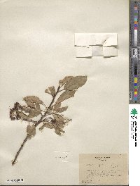 Prunus virginiana image