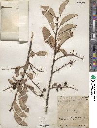 Prunus virginiana image