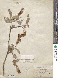 Prunus virginiana image