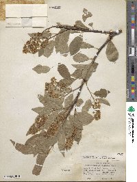 Prunus virginiana image