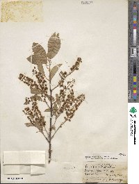Prunus virginiana image