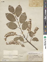 Prunus virginiana image