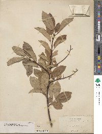 Prunus virginiana image
