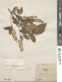 Prunus virginiana image