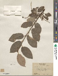 Prunus virginiana image