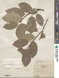 Prunus virginiana image