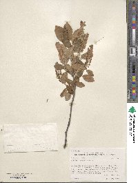 Prunus virginiana image