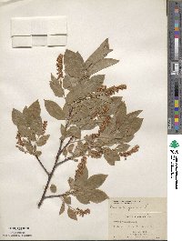 Prunus virginiana image