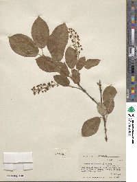 Prunus virginiana image