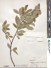 Prunus virginiana image