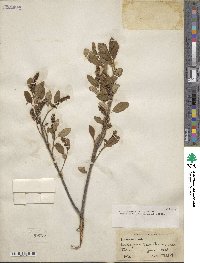 Prunus virginiana image